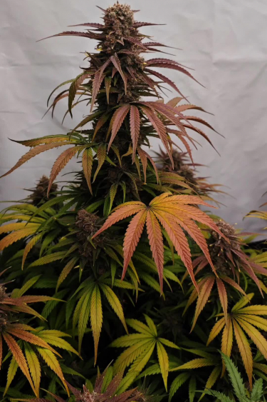 Lemon Cherry Cookies Auto