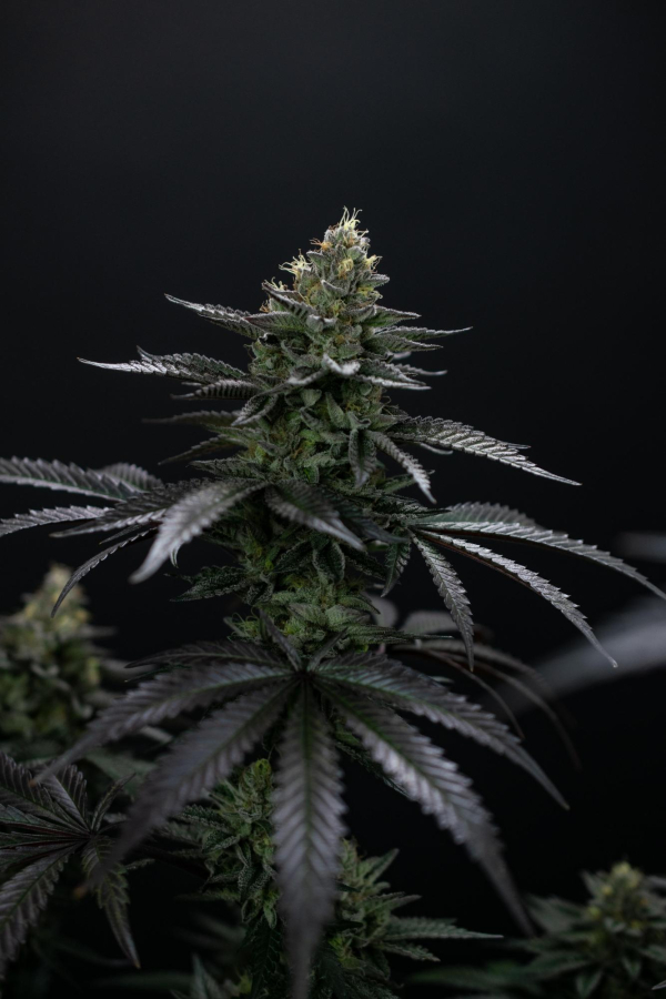 Instagram Biscotti Gelato