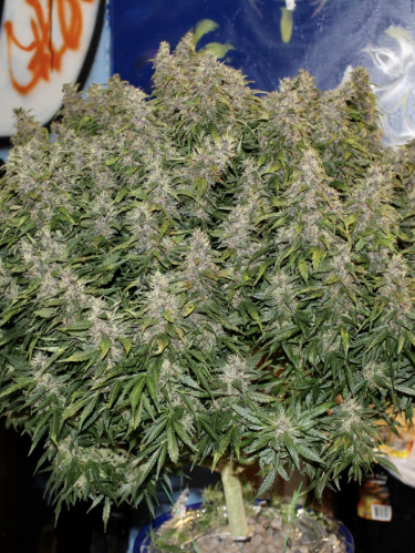 Instagram Northern Lights Auto