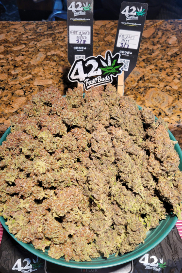 Instagram Guava Auto