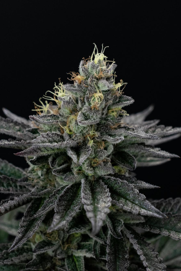 Instagram Biscotti Gelato