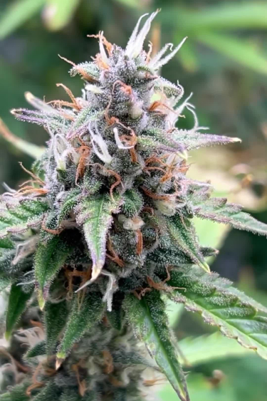 Big Bud Auto