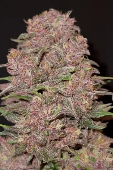 Instagram Lemon Cherry Cookies Auto