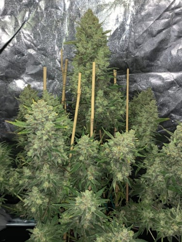 Instagram OG Kush Auto