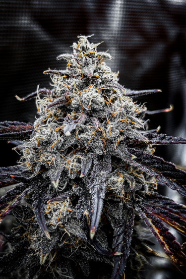 Instagram Guava Auto