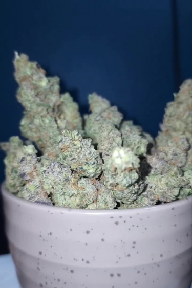 Forbidden Runtz Auto