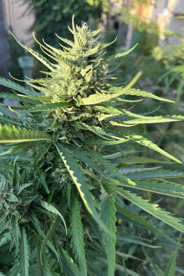 Instagram Afghan Kush Auto