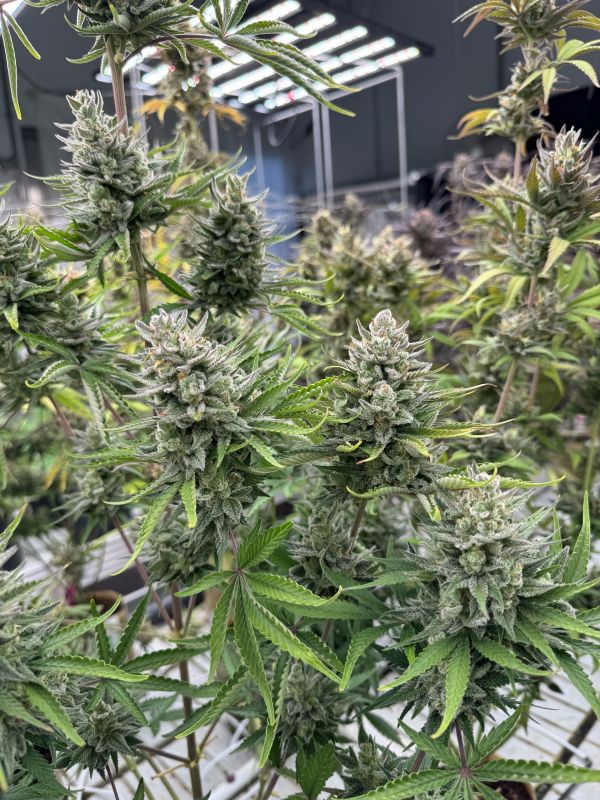 Instagram Mix Pack Auto RF3