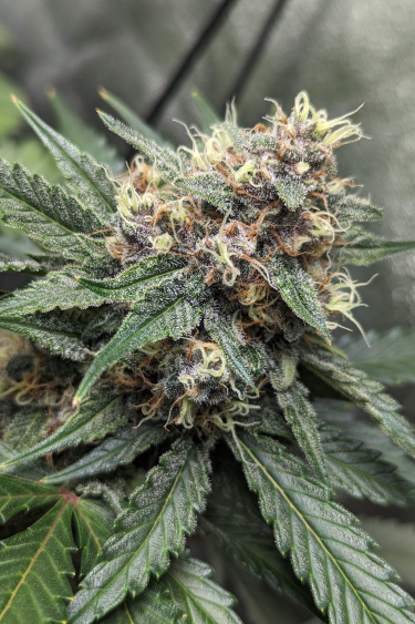 Instagram Strawberry Pie Auto