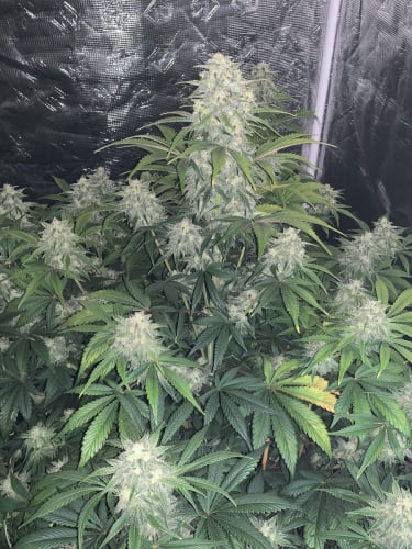 Instagram Blue Dream Auto