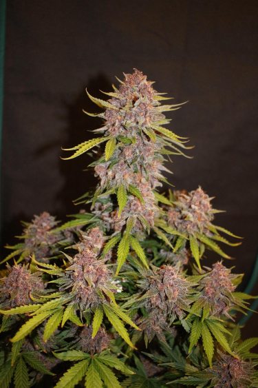 Instagram Lemon Cherry Cookies Auto