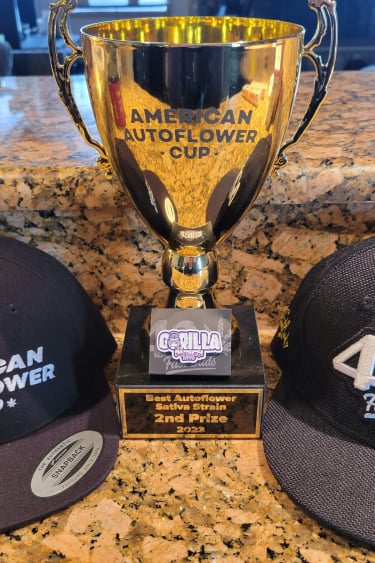 Instagram Gorilla Punch Auto