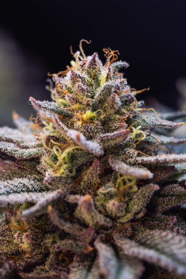 Instagram Gorilla Melon