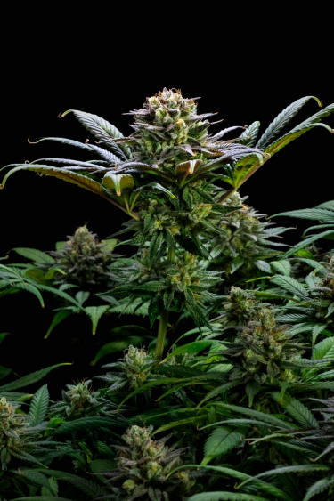 Instagram GG4 Sherbet FF