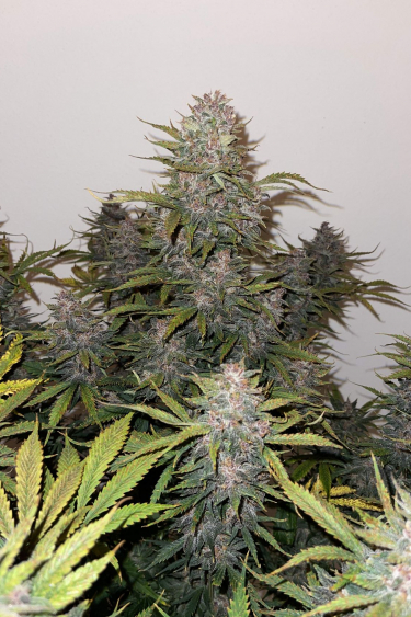 Instagram LSD25 Auto