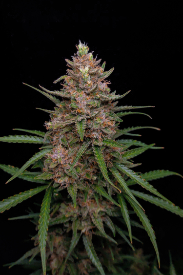 Instagram Sour Jealousy Auto