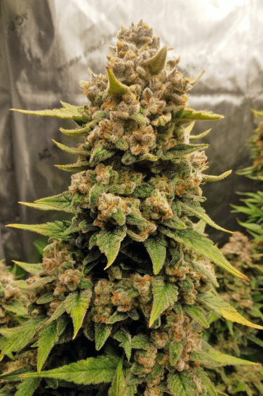 Instagram Papaya Cookies Auto