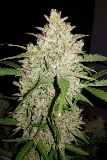 Instagram Amnesia Haze Auto