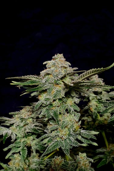 Instagram Wedding Cheesecake FF