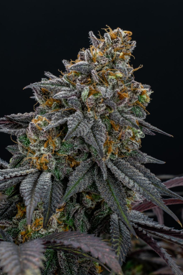 Instagram Lemon Cherry Runtz