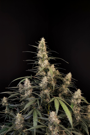 Instagram Amnesia Haze Auto