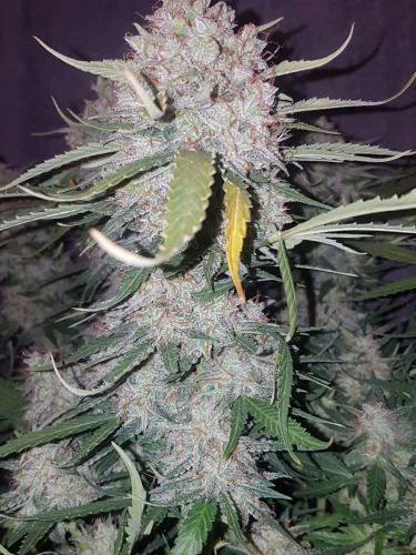 Instagram Cream Cookies Auto