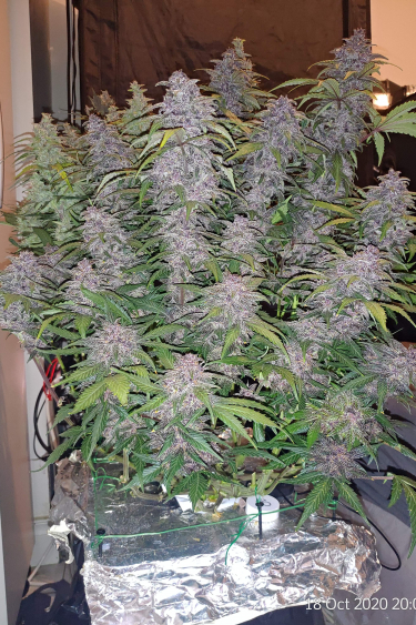 Instagram Purple Lemonade Auto