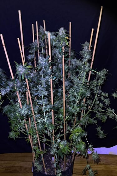 Instagram Lemon Mandarin