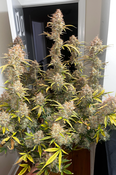 Instagram Amnesia Haze Auto