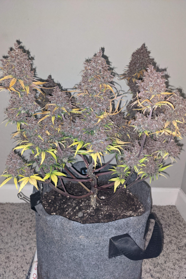Instagram LSD25 Auto