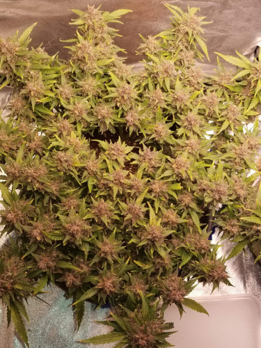 Instagram Cream Cookies Auto