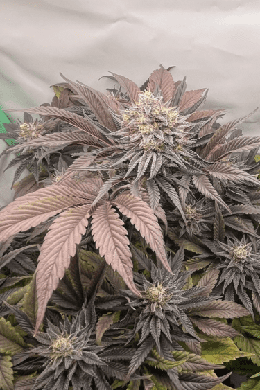 Instagram Purple Lemonade FF