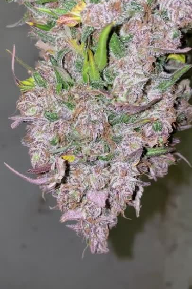 Strawberry Gorilla Auto