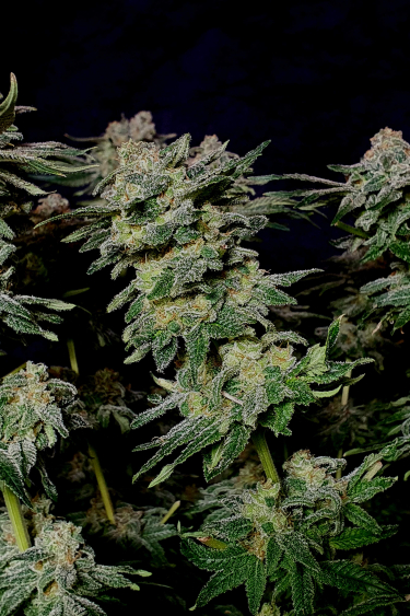 Instagram Wedding Cheesecake FF