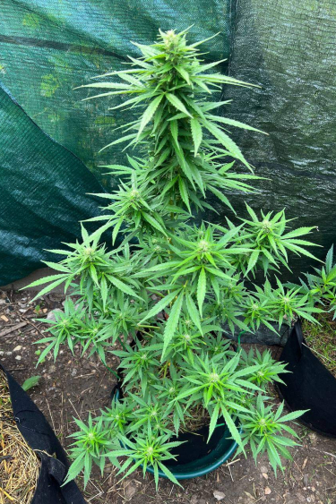 Instagram Moby Dick Auto