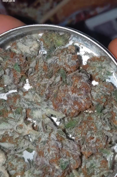 Papaya Cookies Auto™