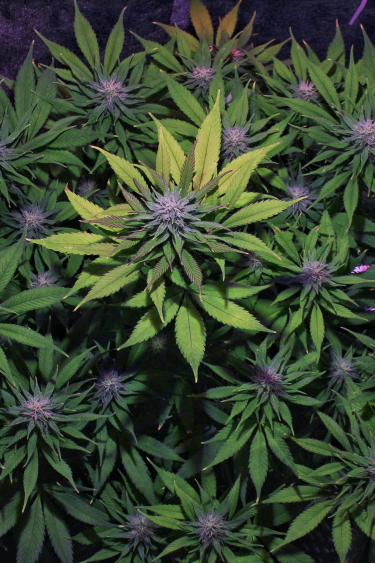 Instagram GG4 Sherbet FF