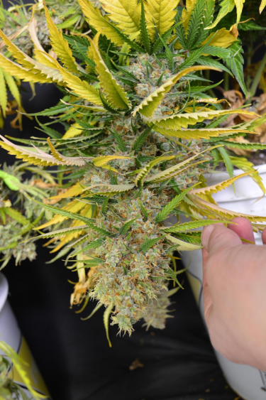 Instagram Moby Dick Auto