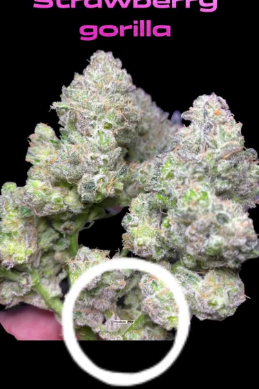 Strawberry Gorilla Auto