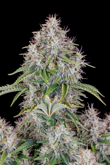 Instagram Cinderella Auto