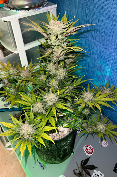 Instagram Cinderella Auto