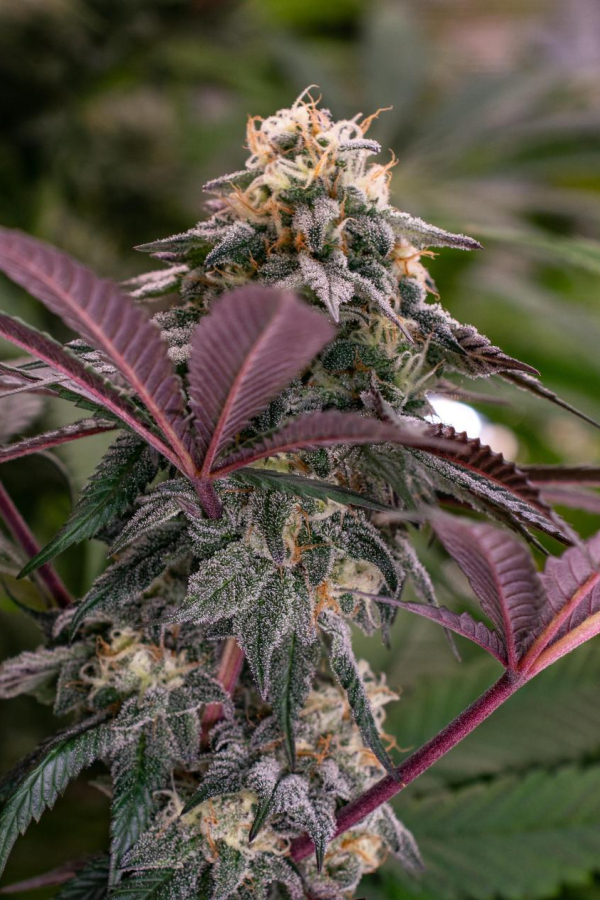 Instagram Lemon Cherry Runtz