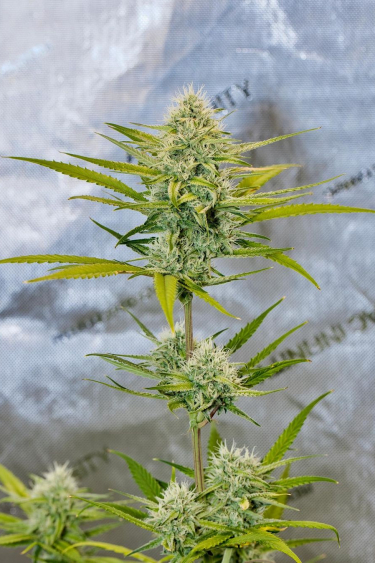 Instagram Strawberry Banana Auto