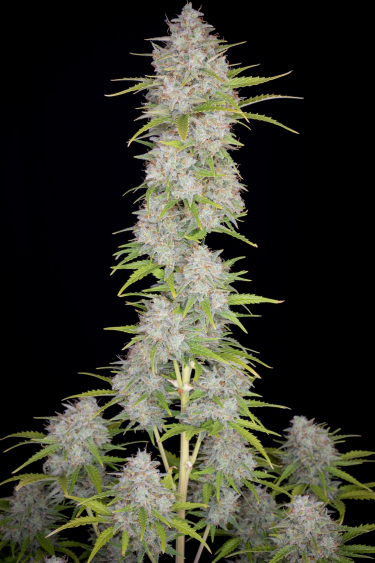 Instagram Orange Sherbet Auto