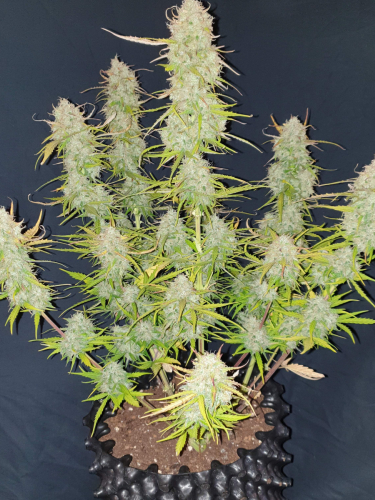 Instagram Mexican Airlines Auto