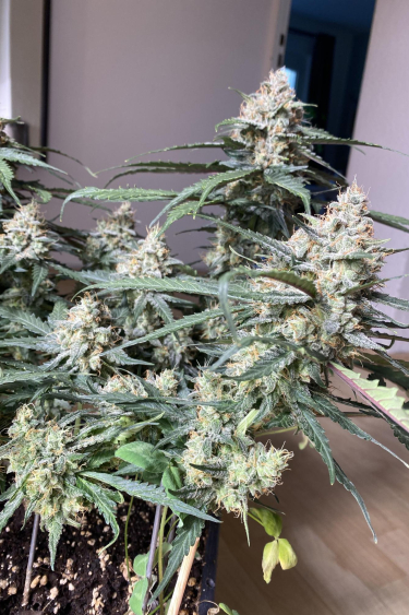 Instagram Cinderella Auto