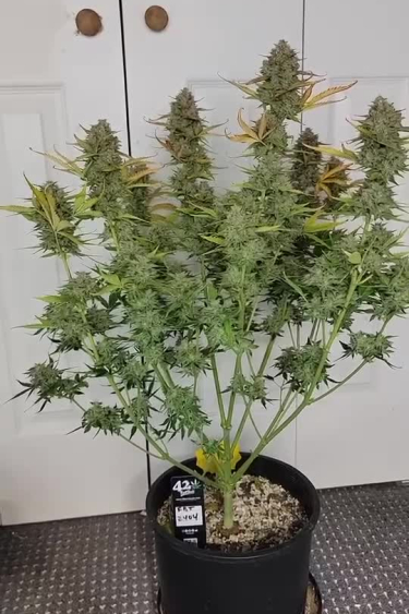 Sour Jealousy Auto™