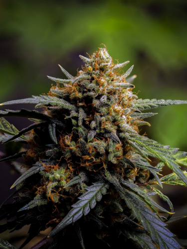 Instagram Northern Lights Auto