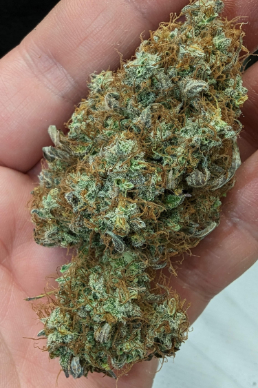 Instagram Blueberry Auto