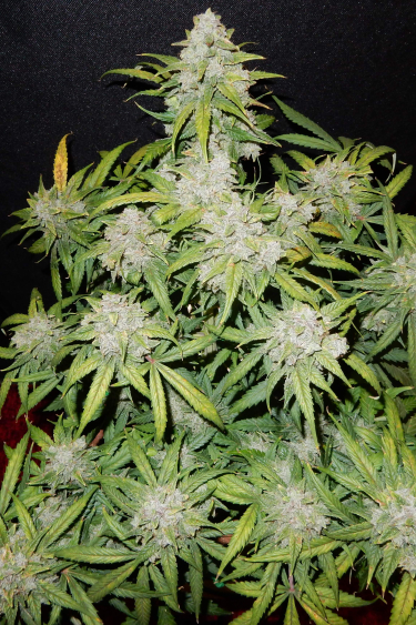 Instagram CBD Auto 11 CBD Crack